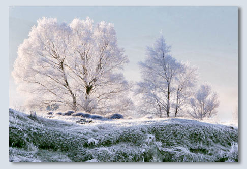 hoar frost