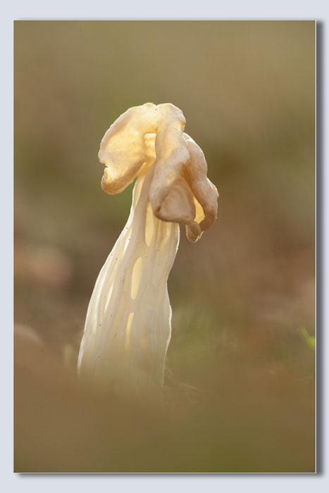 Common white helvella