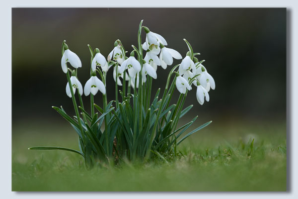 Snowdrops