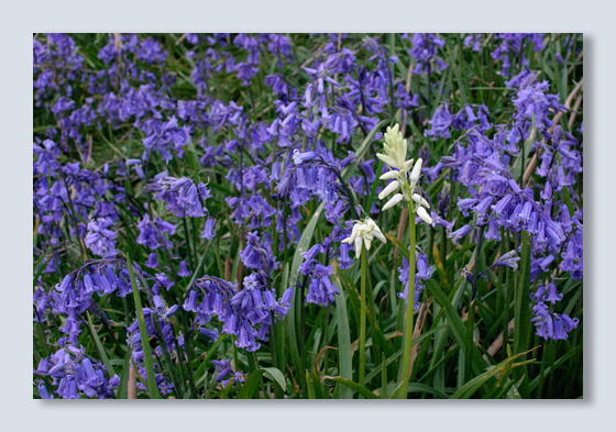 Bluebells